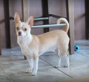  Search Calgary Community pet stores